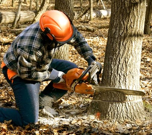 Tree Removal in Jarratt, VA